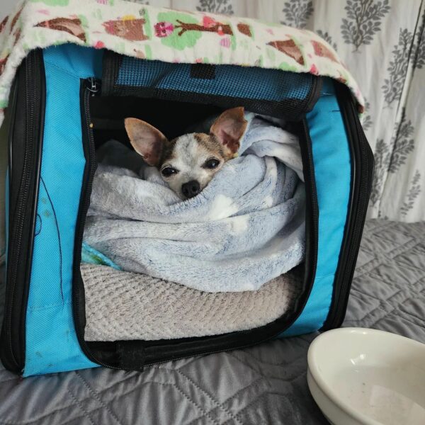 A Chihuahua's Journey: From Rejection to Heartfelt Homecoming-1