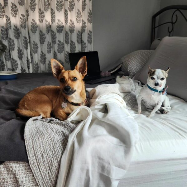 A Chihuahua's Journey: From Rejection to Heartfelt Homecoming-1