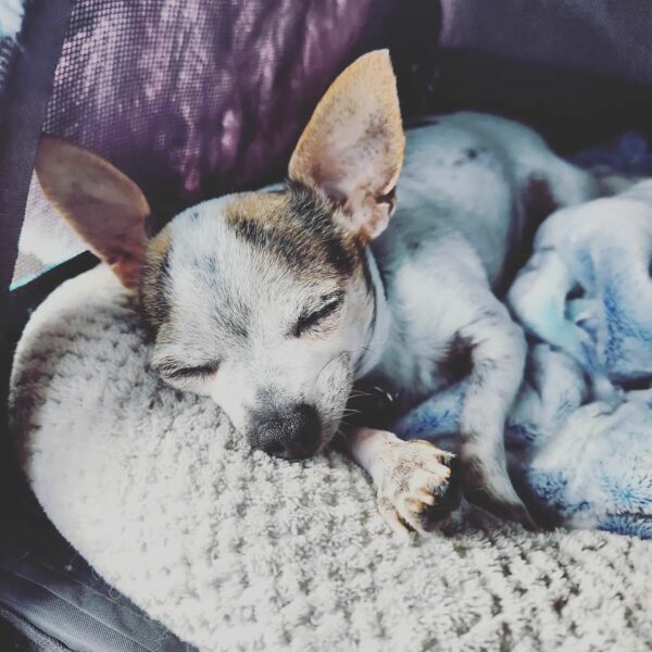 A Chihuahua's Journey: From Rejection to Heartfelt Homecoming-1