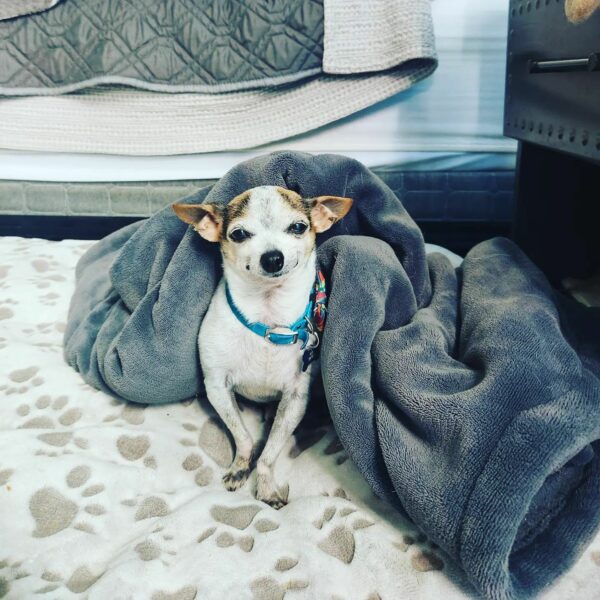 A Chihuahua's Journey: From Rejection to Heartfelt Homecoming-1