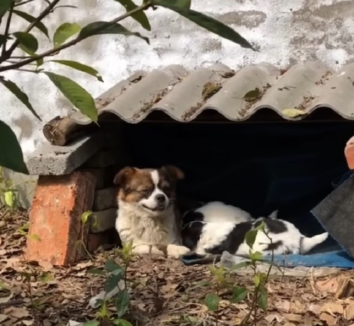 A Chilling Discovery: How a Trembling Dog Mom Fought to Keep Her ...