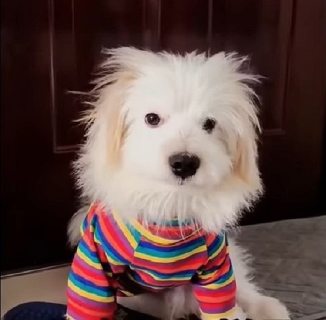 A Cry for Help: The Heartbreaking Journey of an Abandoned Puppy