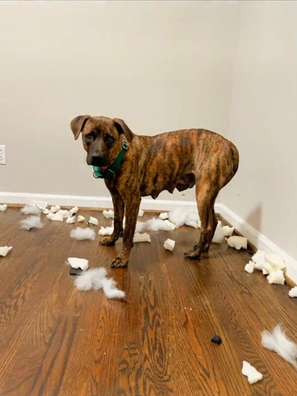 A Dog's Last-Minute Rescue: From Aggression to Affection-1