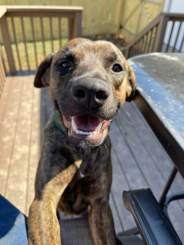A Dog's Last-Minute Rescue: From Aggression to Affection-1