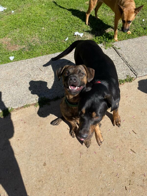 A Dog's Last-Minute Rescue: From Aggression to Affection-1