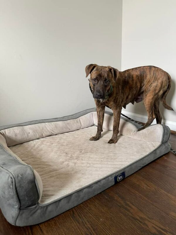 A Dog's Last-Minute Rescue: From Aggression to Affection-1