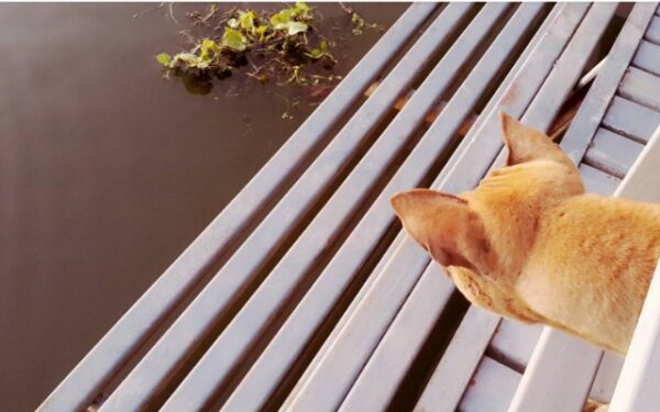 A Dog's Unbreakable Vigil: Waiting for a Month at a Pier-1