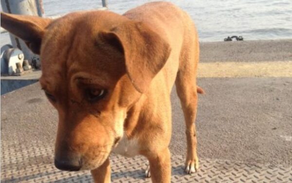 A Dog's Unbreakable Vigil: Waiting for a Month at a Pier-1