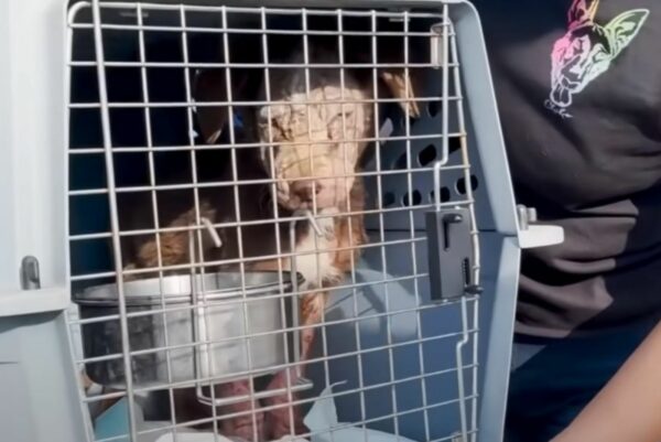 A Dramatic Rescue: Two Puppies' Journey from Death Row to a New Beginning-1