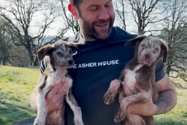 A Dramatic Rescue: Two Puppies' Journey from Death Row to a New Beginning-1