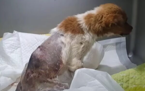A Heroic Journey: Disabled Puppy Overcomes Heartbreaking Odds-1
