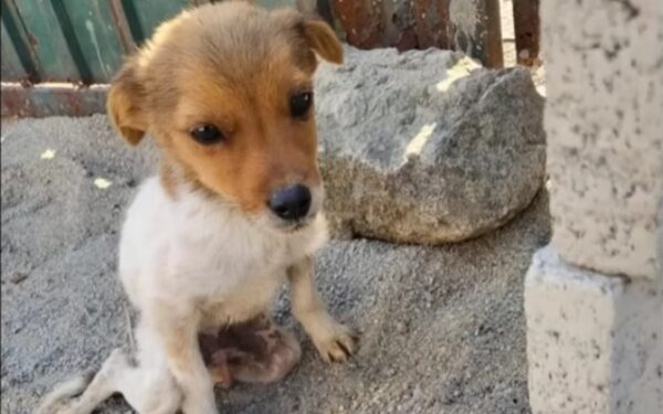 A Heroic Journey: Disabled Puppy Overcomes Heartbreaking Odds-1
