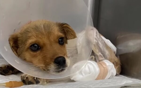 A Heroic Journey: Disabled Puppy Overcomes Heartbreaking Odds-1