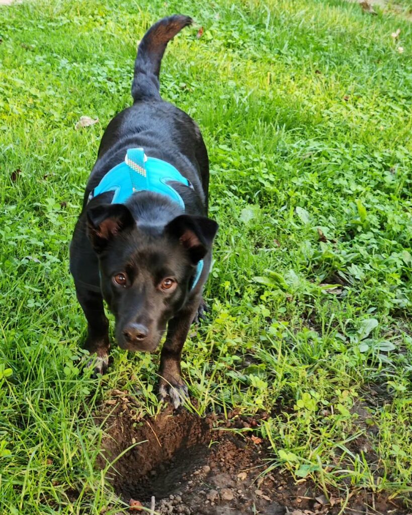 A Man's Journey from Heartbreak to Joy The Dog That Changed Everything