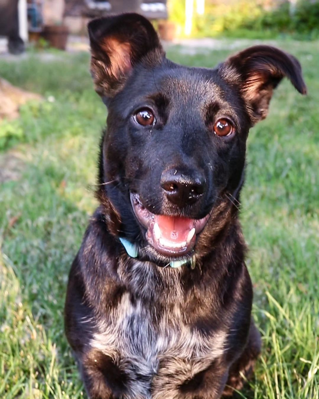A Man's Journey from Heartbreak to Joy The Dog That Changed Everything