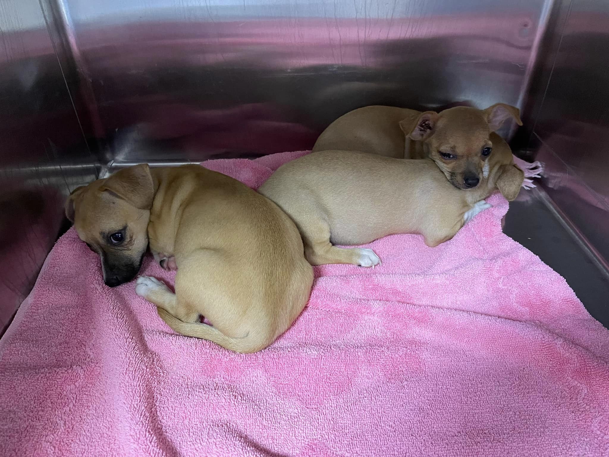 A Miraculous Find: Abandoned Puppies Rescued from Certain Doom