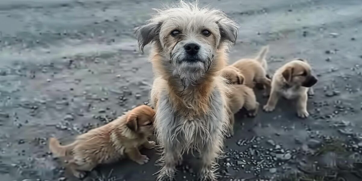 A Mother's Desperate Plea: Strangers Rally to Save Her Hidden Puppies