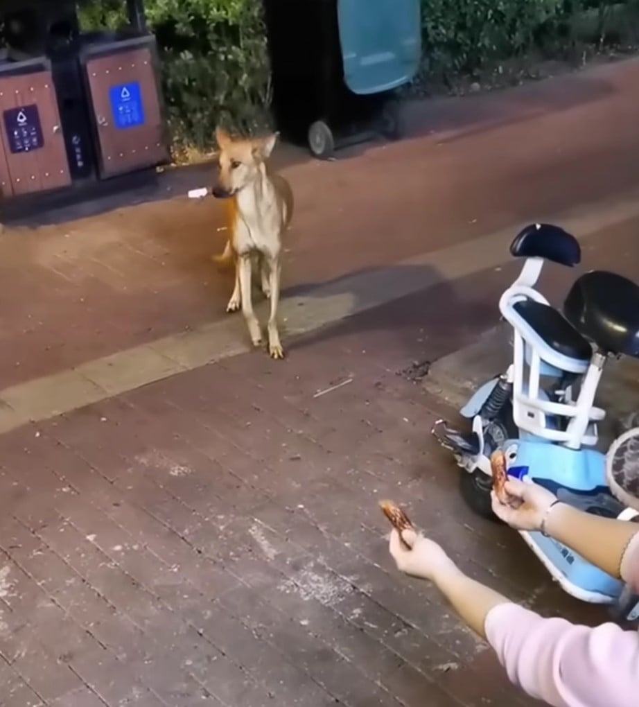 A Mother's Desperate Plea Stray Dog's Brave Act Uncovers Hidden Secrets