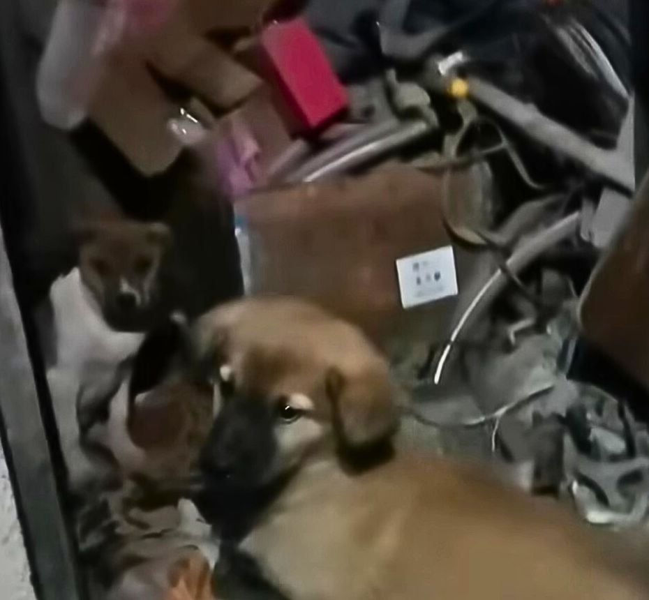 A Mother's Desperate Plea Stray Dog's Brave Act Uncovers Hidden Secrets
