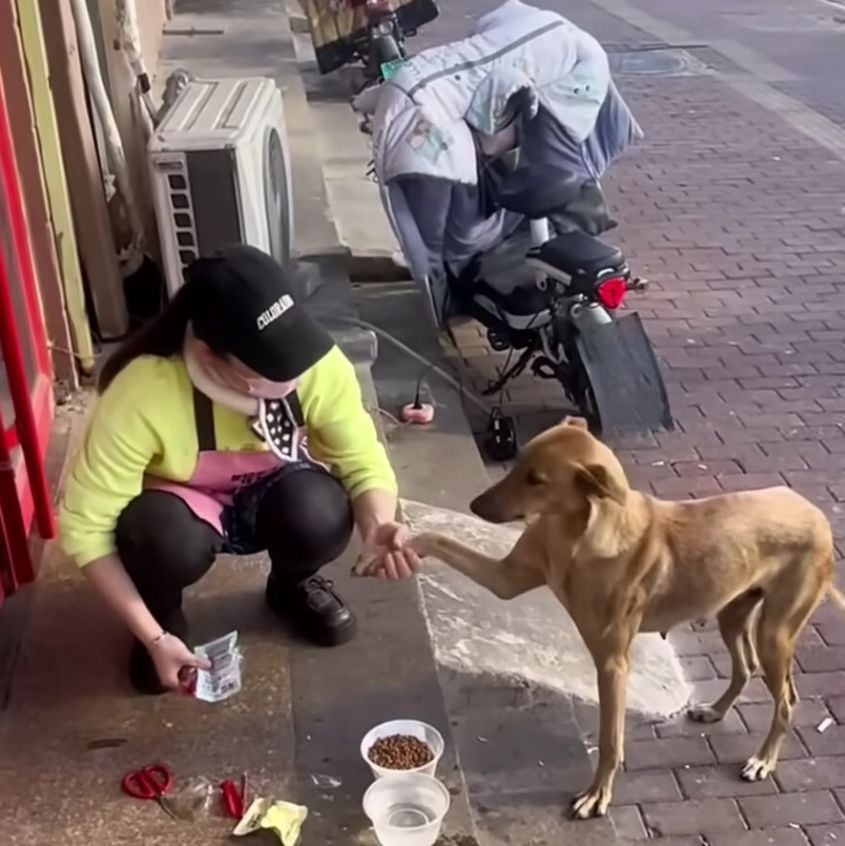 A Mother's Desperate Plea Stray Dog's Brave Act Uncovers Hidden Secrets