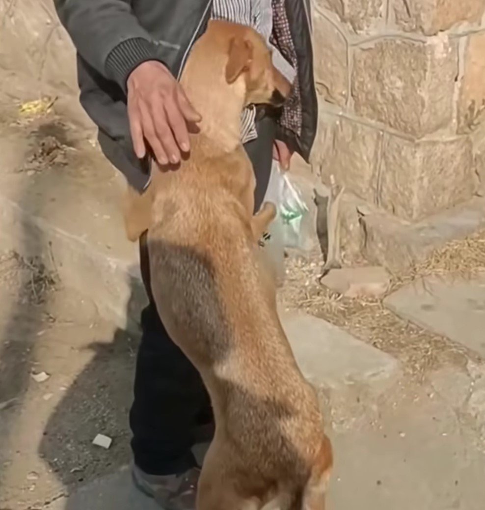 A Mother's Desperate Plea Stray Dog's Brave Act Uncovers Hidden Secrets