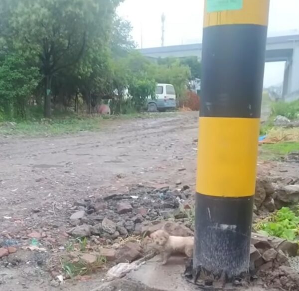 A Mud-Covered Pup's Journey From Despair to Joy Will Tug at Your Heartstrings-1