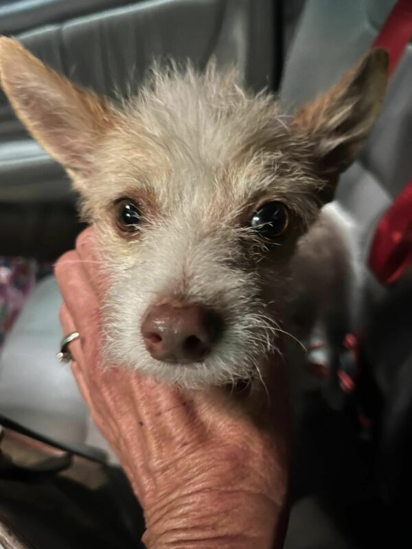 A Police Officer's Unexpected Journey with a Begging Puppy: A Tale of Compassion and Change-1