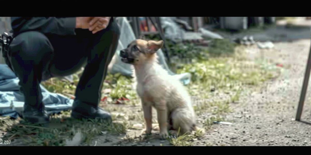 A Police Officer's Unexpected Journey with a Begging Puppy: A Tale of Compassion and Change