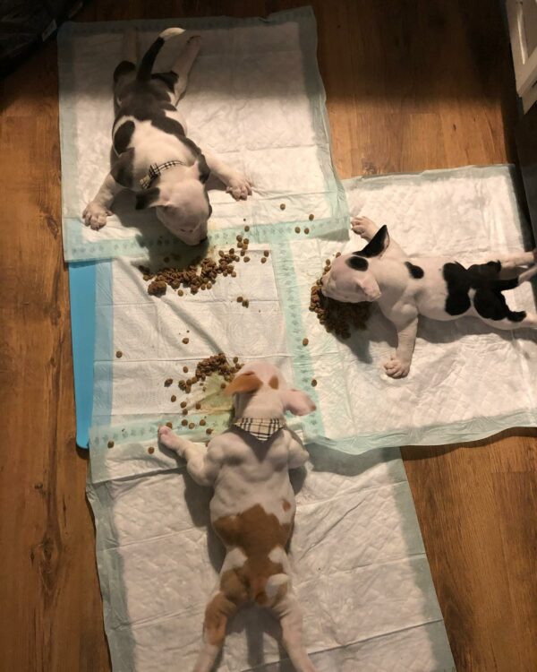 A Pup Rejected for Not Being Fierce Finds His True Home-2