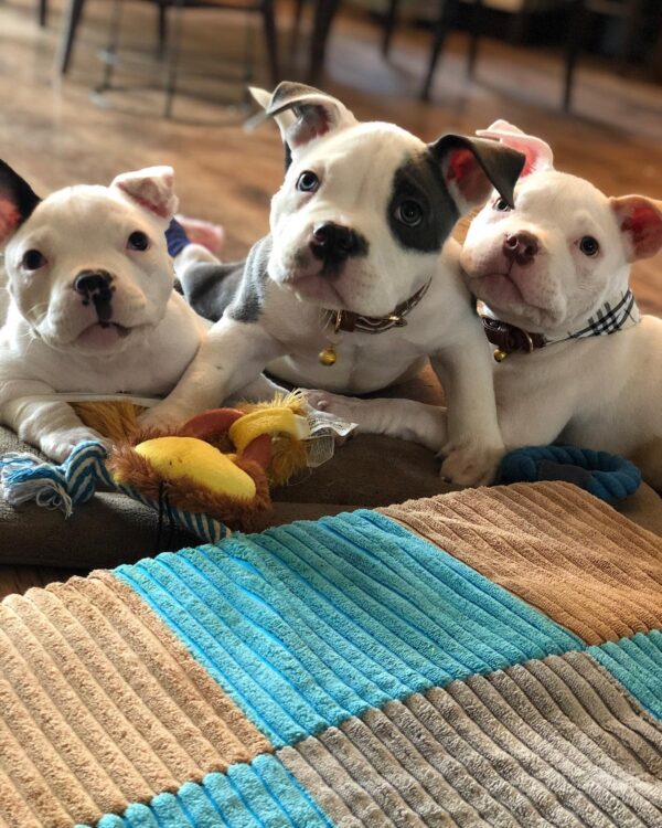 A Pup Rejected for Not Being Fierce Finds His True Home-3