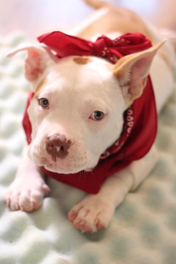 A Pup Rejected for Not Being Fierce Finds His True Home-4
