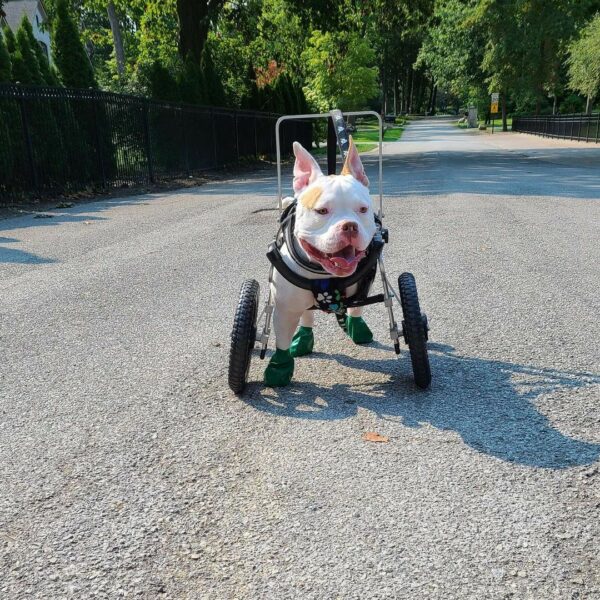 A Pup Rejected for Not Being Fierce Finds His True Home-5