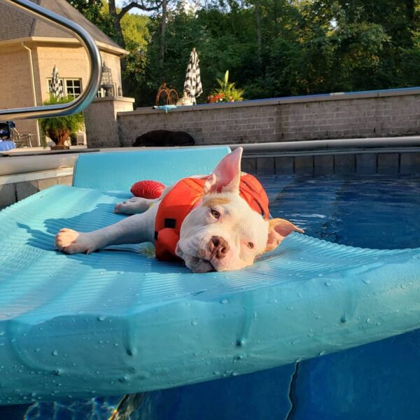 A Pup Rejected for Not Being Fierce Finds His True Home-6