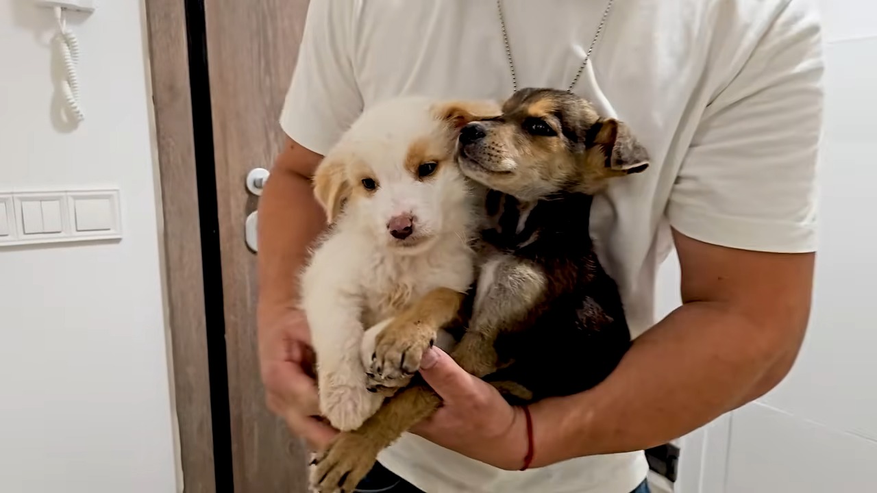 A Puppy’s Heartbreaking Journey From Abandonment to Hope