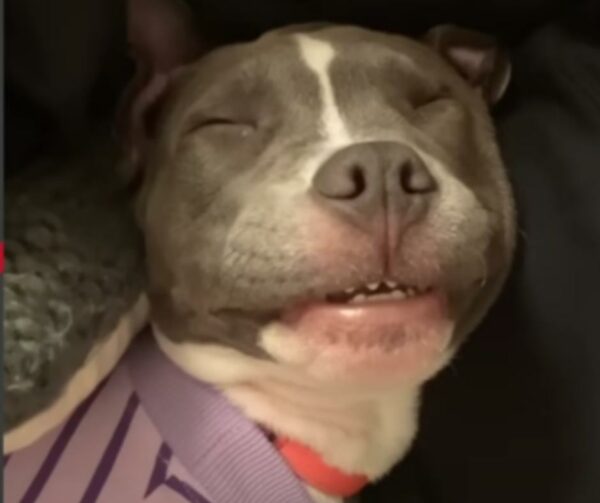 A Rescue Dog's Incredible Journey to Finding Unconditional Love-1