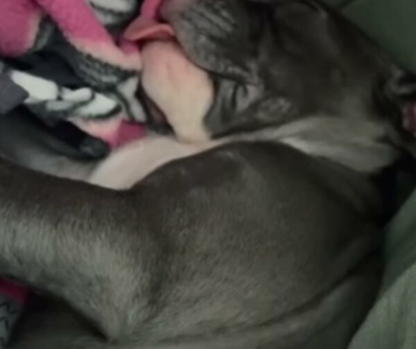 A Rescue Dog's Incredible Journey to Finding Unconditional Love-1