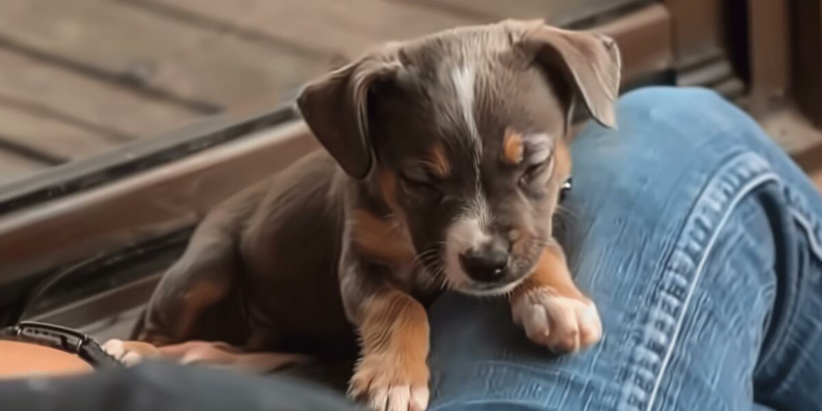 A Rescue Dog's Incredible Journey to Finding Unconditional Love