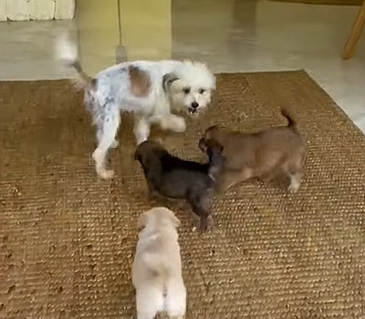 A Tale of Survival: From Trash to Treasure for a Dog Family