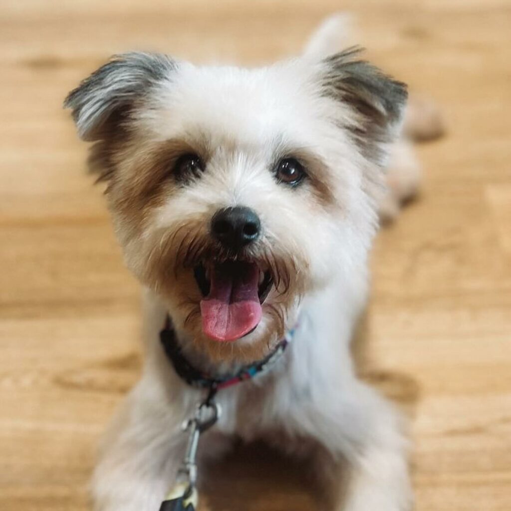 A Tale of Survival: From Trash to Treasure for a Dog Family