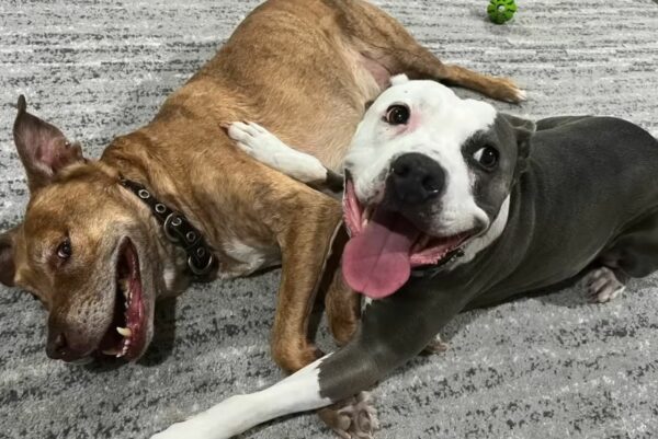 A Twist of Fate: The Young Dog Trapped in an Old Body-1