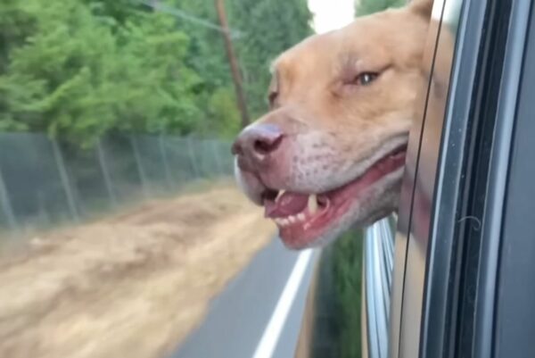 A Twist of Fate: The Young Dog Trapped in an Old Body-1
