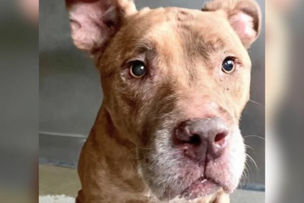 A Twist of Fate: The Young Dog Trapped in an Old Body-1