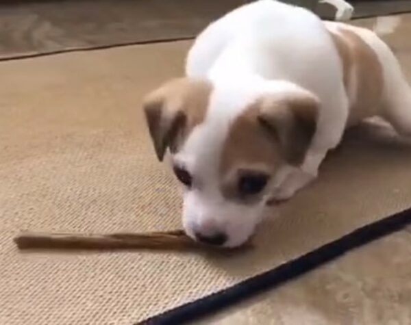 Abandoned and Alone: The Fight of a Puppy with a Deformed Leg-1