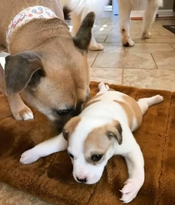 Abandoned and Alone: The Fight of a Puppy with a Deformed Leg-1