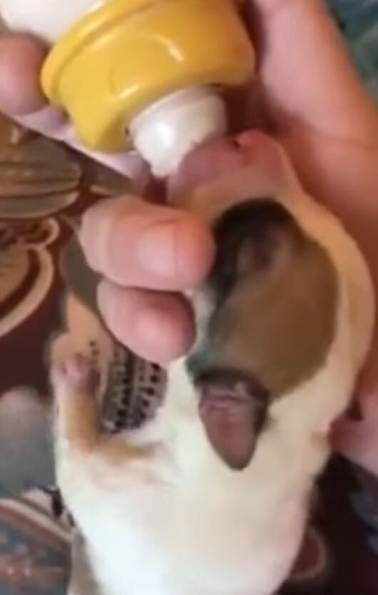 Abandoned and Alone: The Fight of a Puppy with a Deformed Leg-1