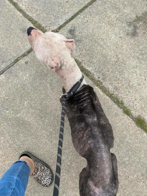 Abandoned and Blind: The Heartrending Journey of a Pitbull Left to Die in the Forest-1