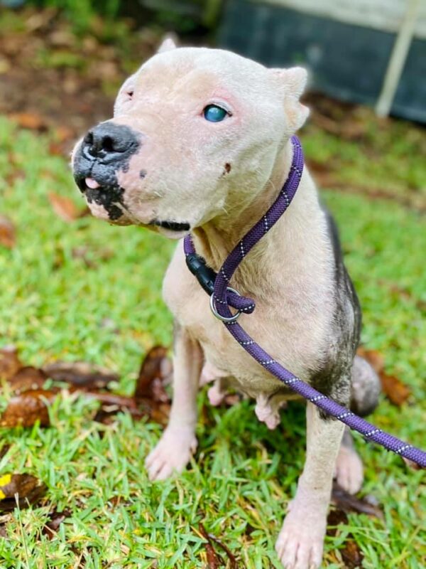 Abandoned and Blind: The Heartrending Journey of a Pitbull Left to Die in the Forest-1