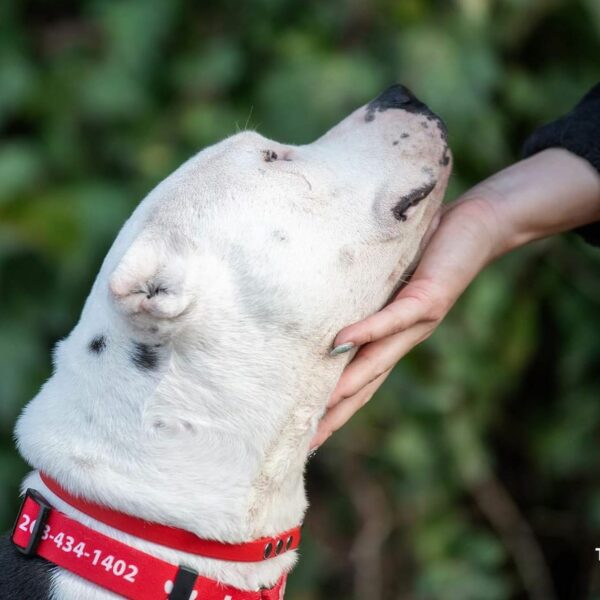 Abandoned and Blind: The Heartrending Journey of a Pitbull Left to Die in the Forest-1