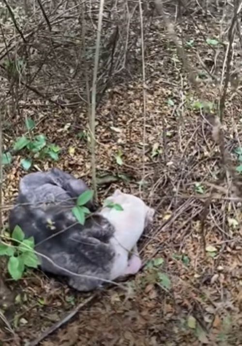 Abandoned and Blind: The Heartrending Journey of a Pitbull Left to Die in the Forest-1