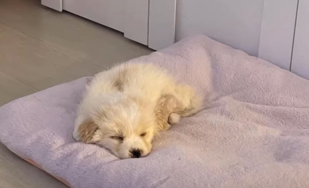 Abandoned and Forgotten: The Miraculous Journey of a Brave Puppy